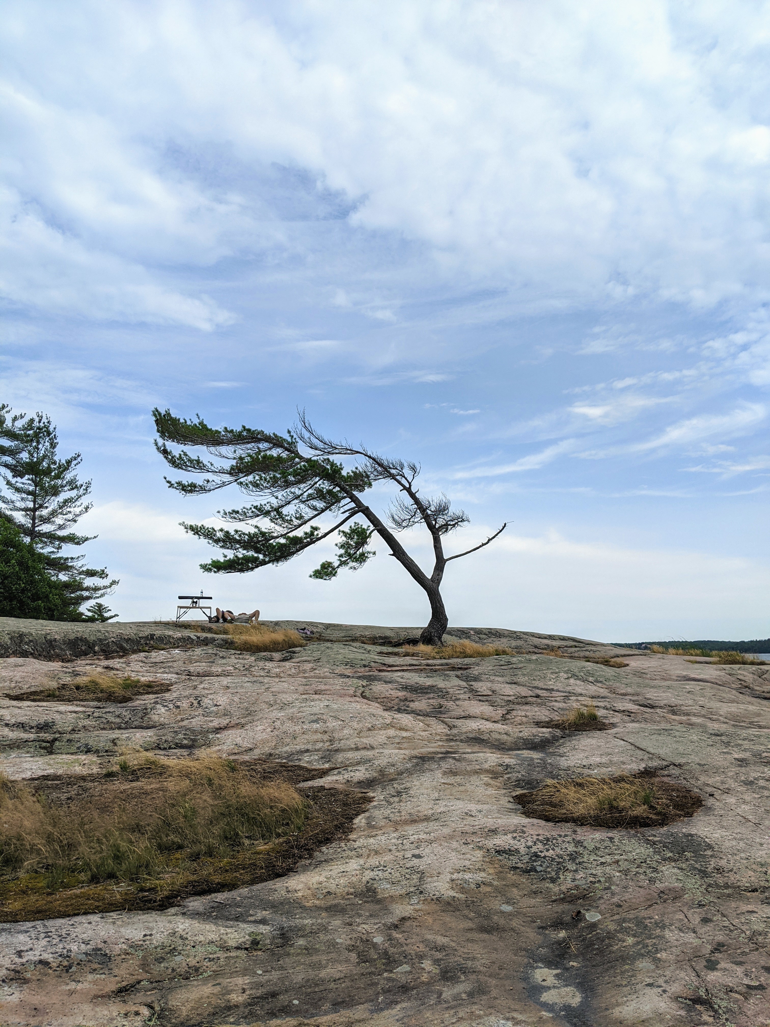 Killbear windswept tree