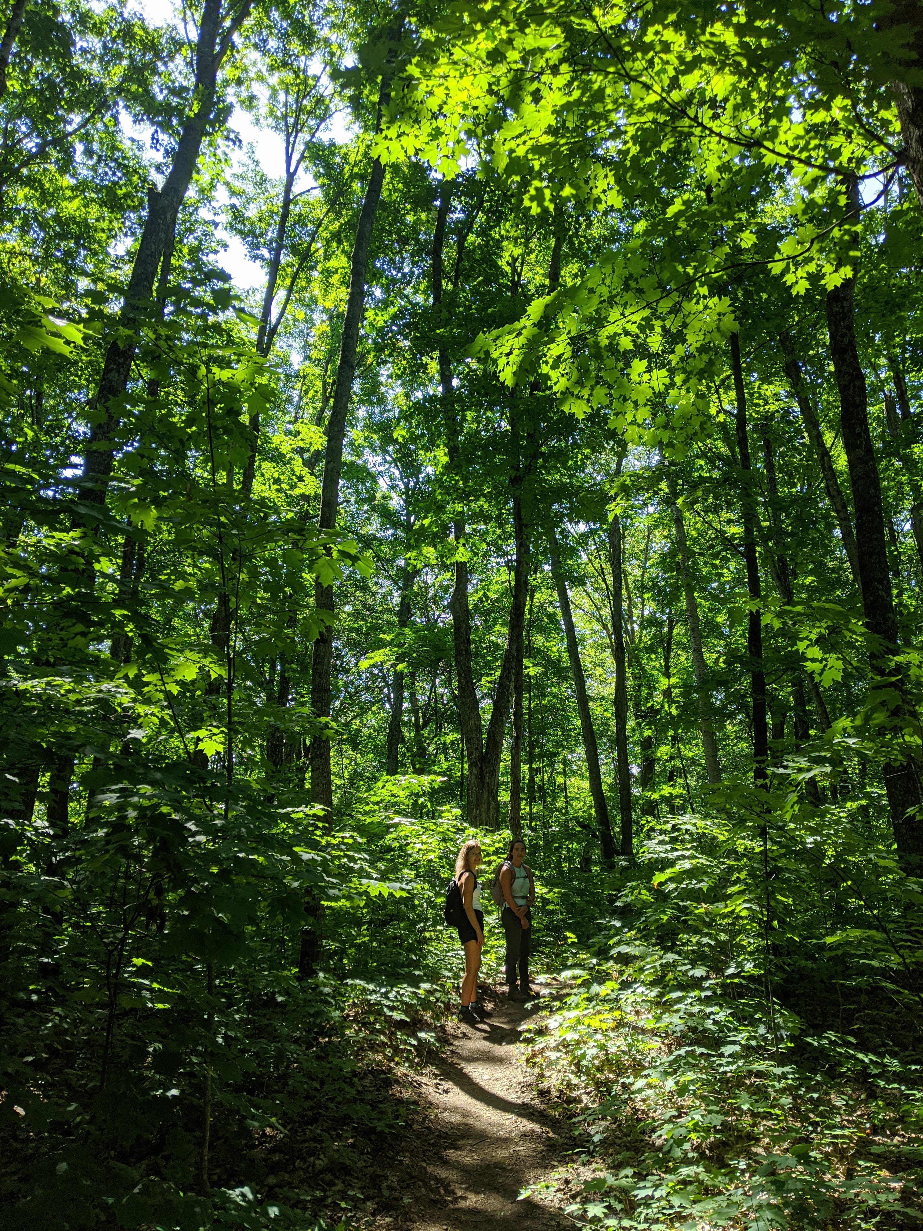 The Lookout Trail