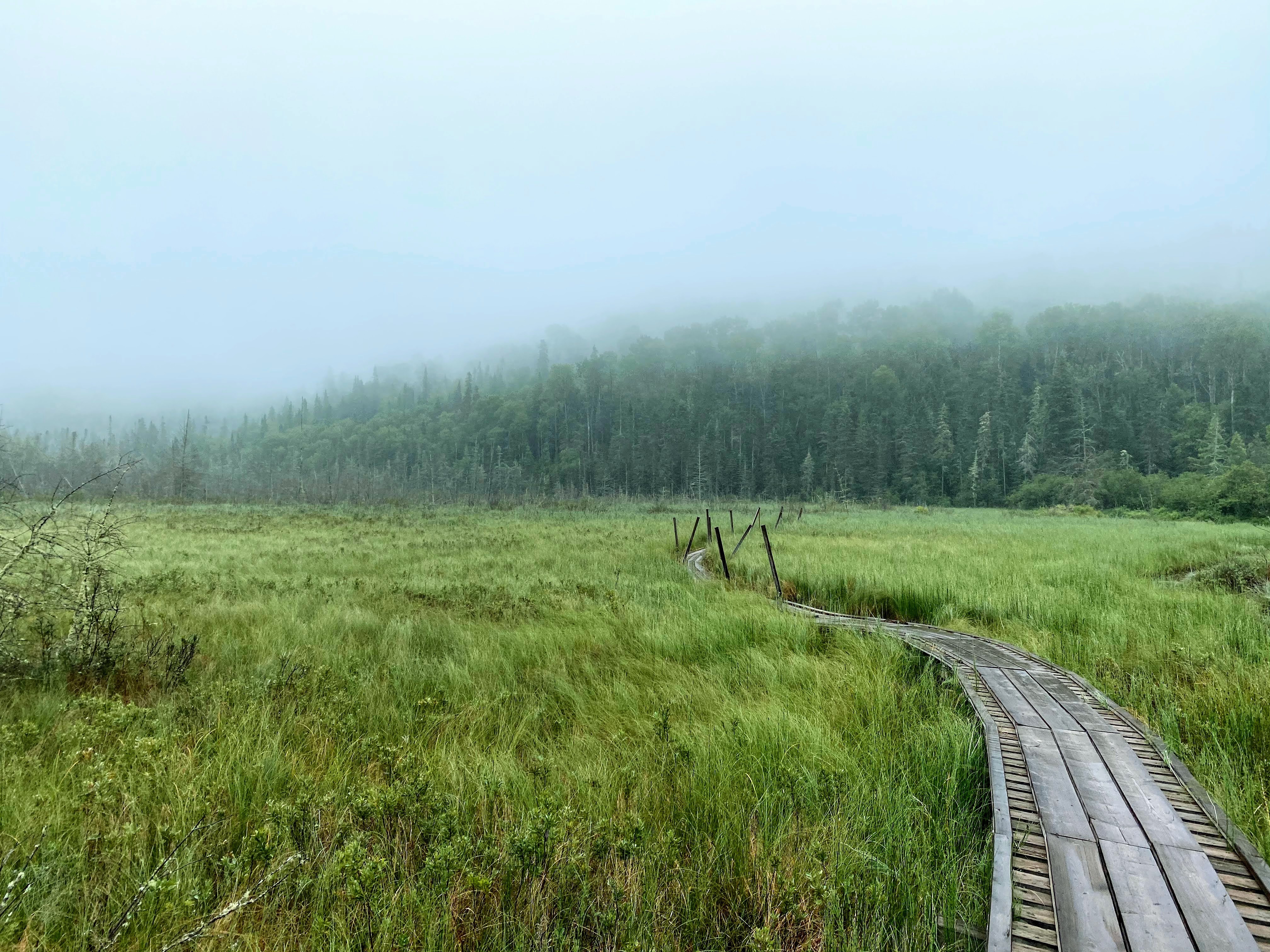 Boardwalk across swampy landscape