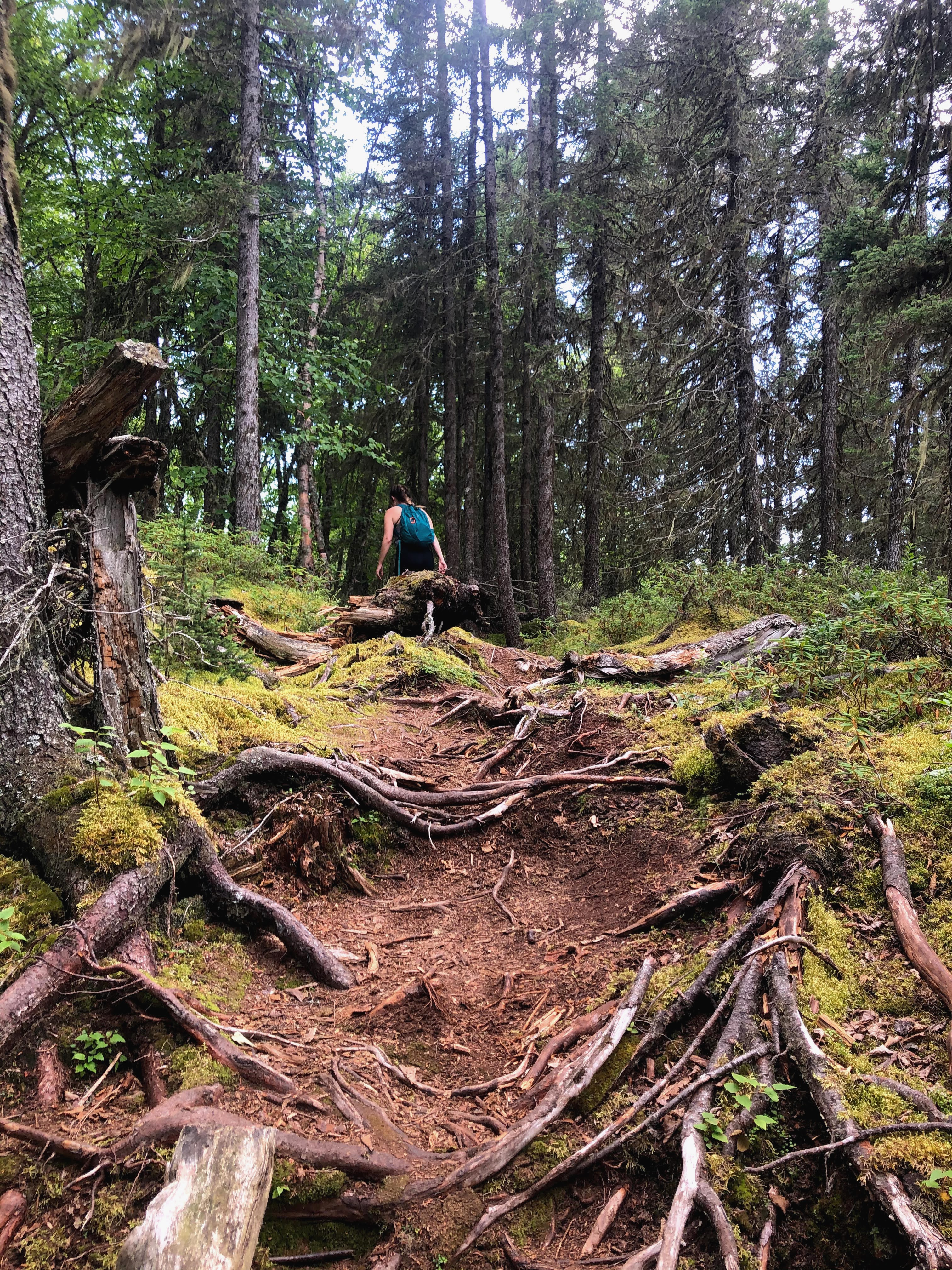 Roots of the trail