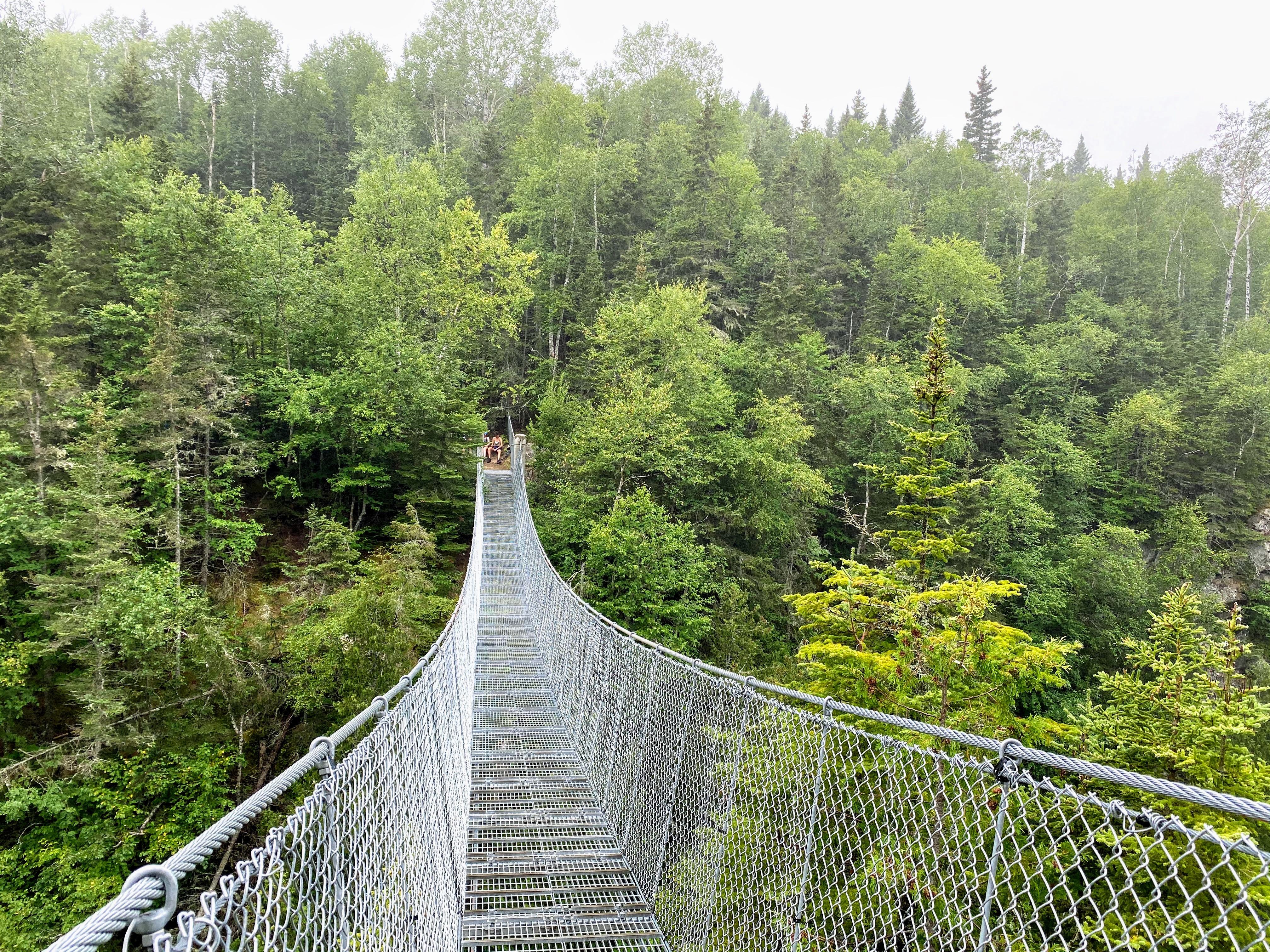 Thick forest trail