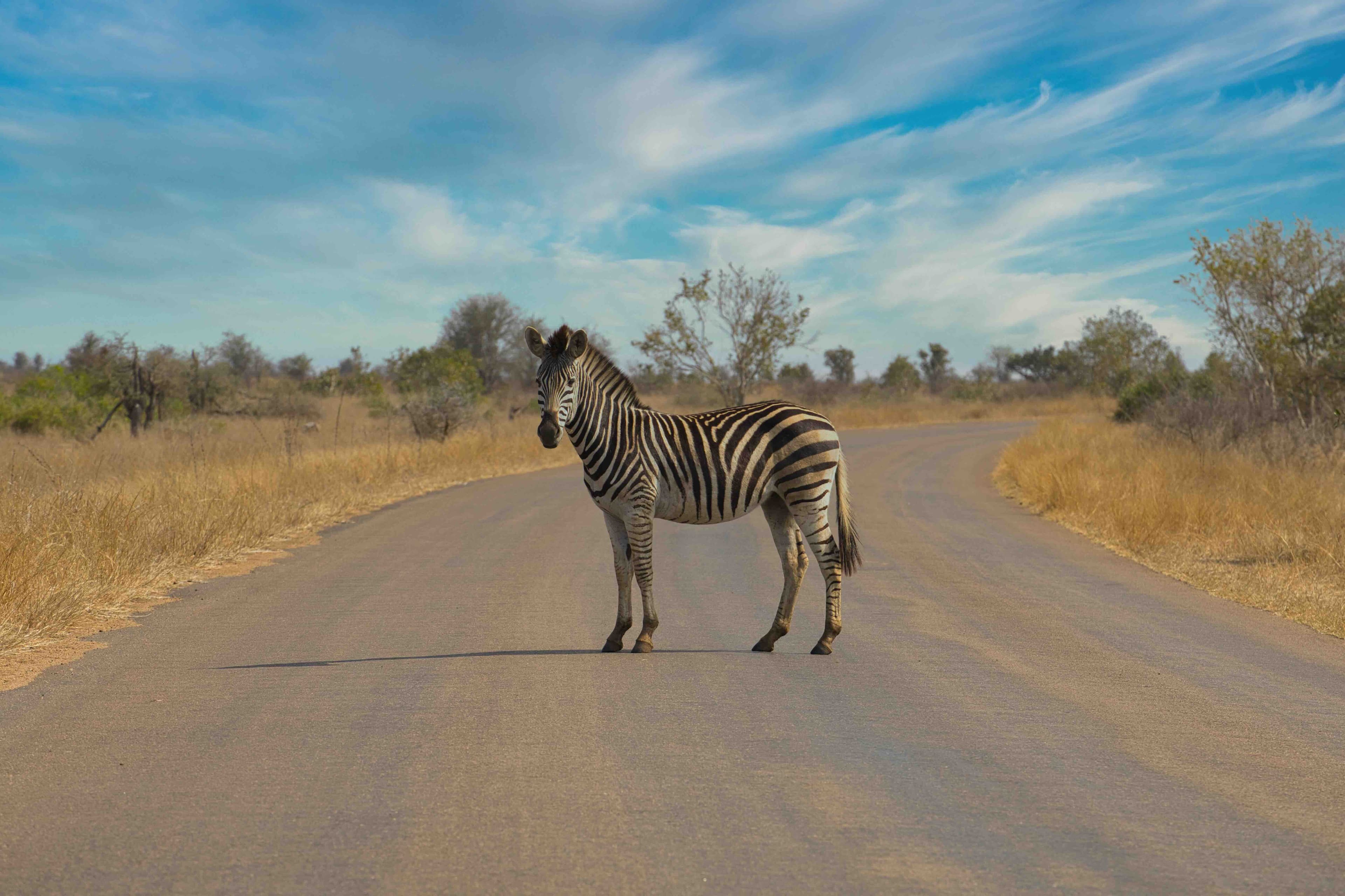 Everything You Need to Know Before Visiting Kruger National Park