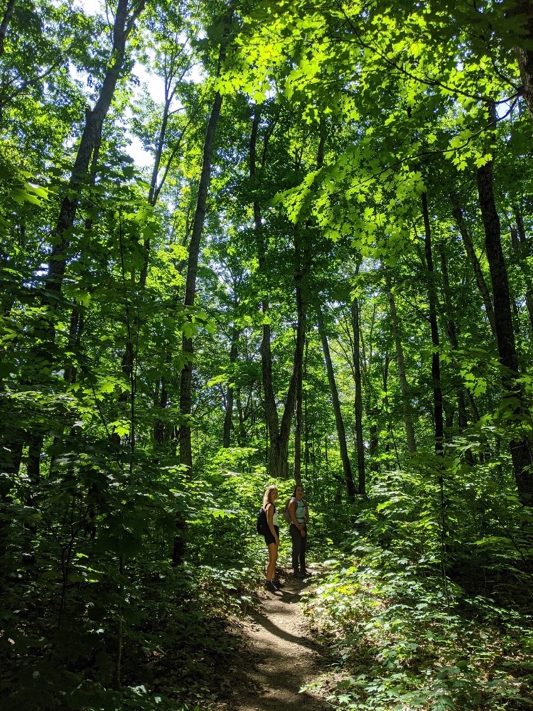 The Lookout Trail through the forest