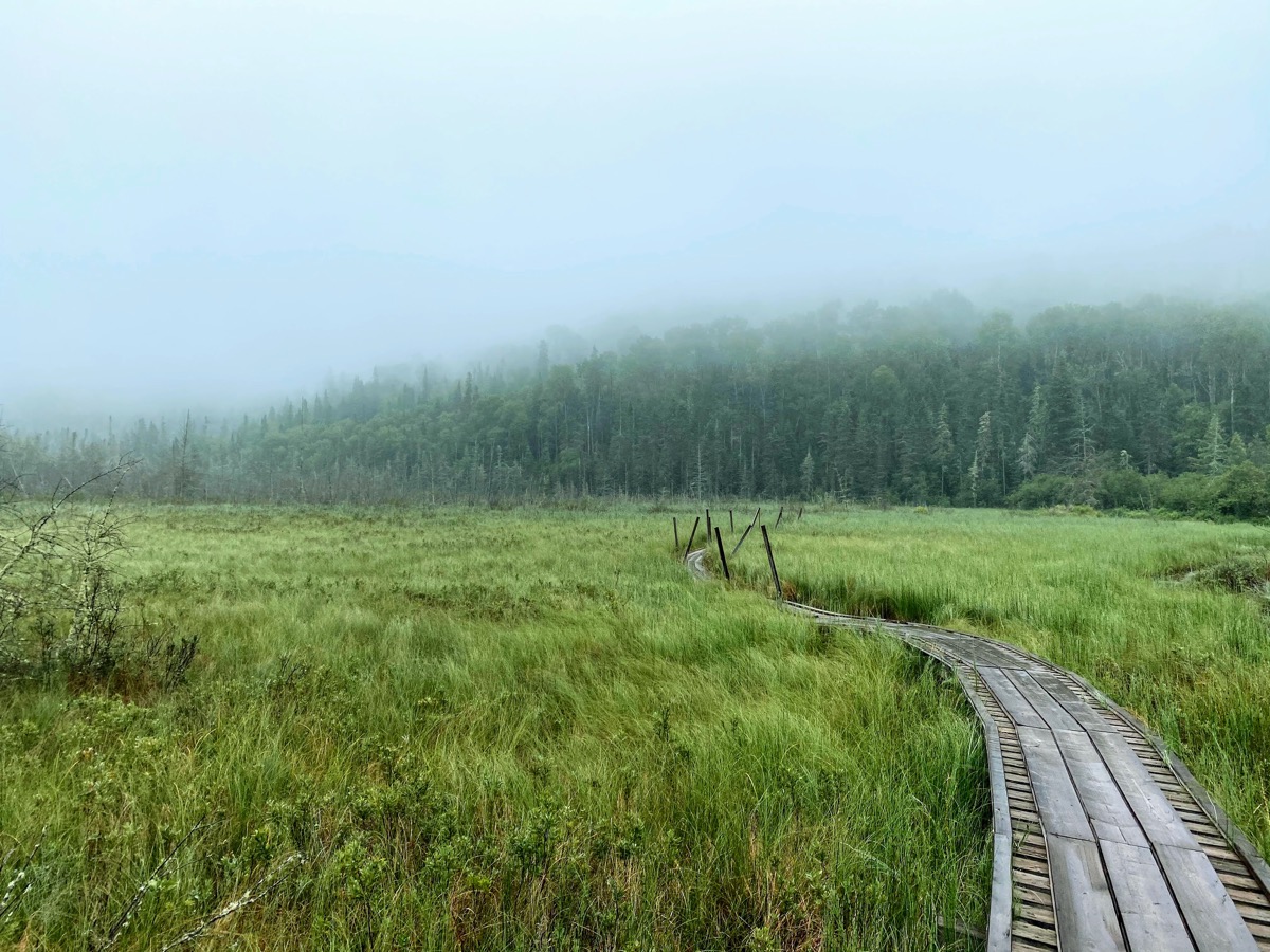 Boardwalk across swampy landscape