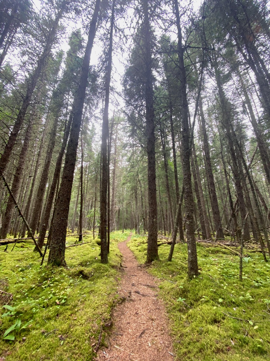 Dirt path in a tall tree forest coastal trail